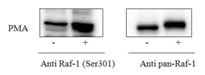 Sandwich ELISA - Phospho-Raf1 (S301) ELISA Kit (AB279903)