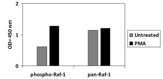 Sandwich ELISA - Phospho-Raf1 (S301) ELISA Kit (AB279903)