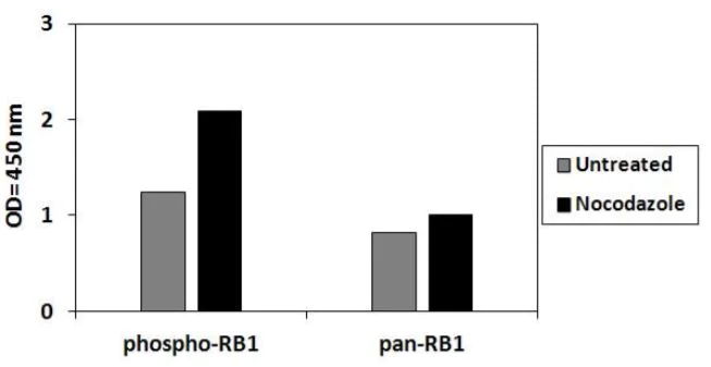 Sandwich ELISA - Phospho-Rb (T826) and Total Rb ELISA Kit (AB279906)