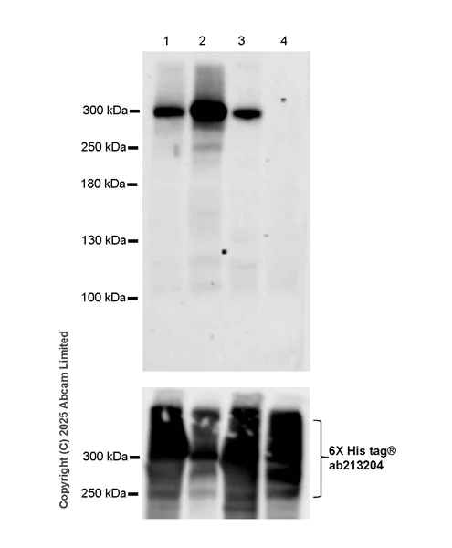 Western blot - Anti-Phospho-ROS1 (Tyr2274/2334) antibody [EPR28163-133] (AB324617)