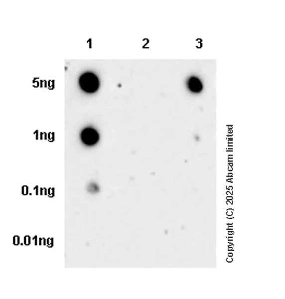 Dot Blot - Anti-Phospho-ROS1 (Tyr2274/2334) antibody [EPR28163-133] - BSA and Azide free (AB324620)