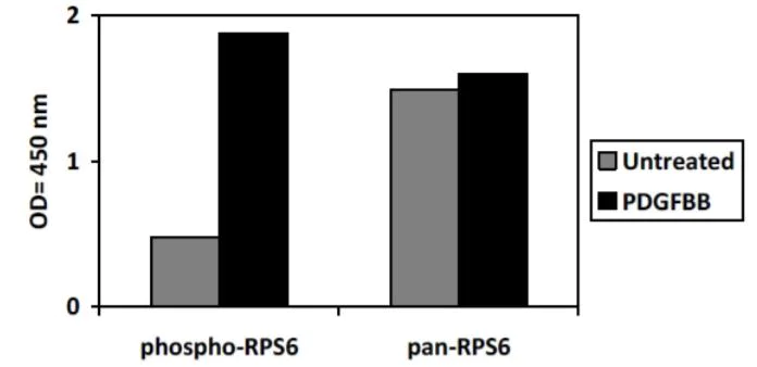 Sandwich ELISA - Phospho-RPS6 (S235/S236) and Total RPS6 ELISA Kit (AB279913)