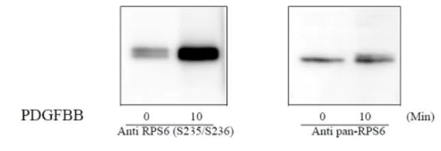 Sandwich ELISA - Phospho-RPS6 (S235/S236) ELISA Kit (AB279912)