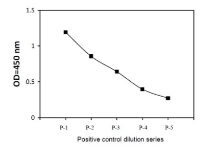 Sandwich ELISA - Phospho-RSK2 (S386) and Total RSK2 ELISA Kit (AB279917)