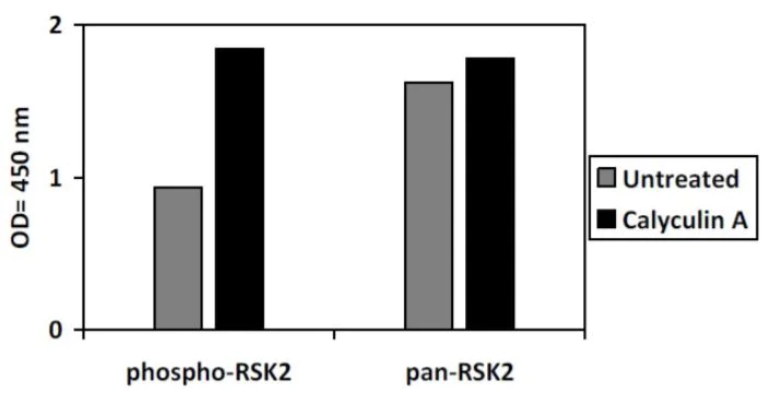 Sandwich ELISA - Phospho-RSK2 (S386) ELISA Kit (AB279916)