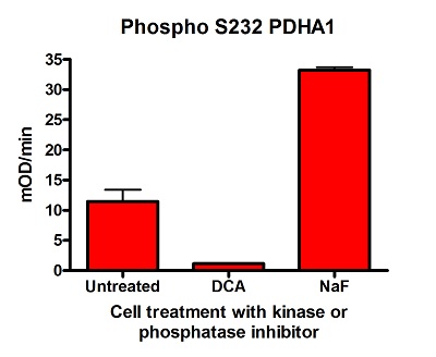 ELISA - Phospho S232 PDH E1 alpha protein (PDHA1) Profiling ELISA Kit (AB115343)