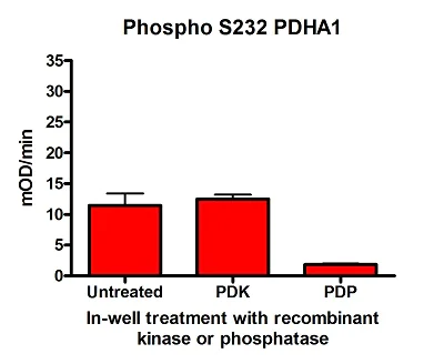 ELISA - Phospho S232 PDH E1 alpha protein (PDHA1) Profiling ELISA Kit (AB115343)