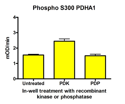 Functional Studies - Phospho S300 PDH E1 alpha protein (PDHA1) Profiling ELISA Kit (AB115345)