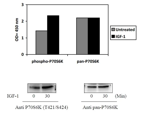 Sandwich ELISA - Phospho-S6K1 (T421/S424) ELISA Kit (AB279879)