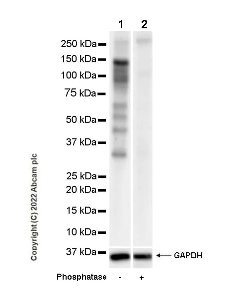 Western blot - Anti-Phospho - (Ser/Thr) Phe antibody [EPR26858-4] (AB300625)