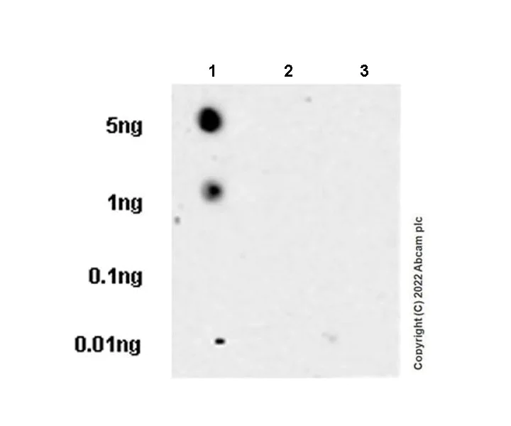 Dot Blot - Anti-Phospho - (Ser/Thr) Phe antibody [EPR26858-4] - BSA and Azide free (AB300626)