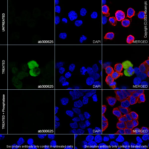 Immunocytochemistry/ Immunofluorescence - Anti-Phospho - (Ser/Thr) Phe antibody [EPR26858-4] - BSA and Azide free (AB300626)