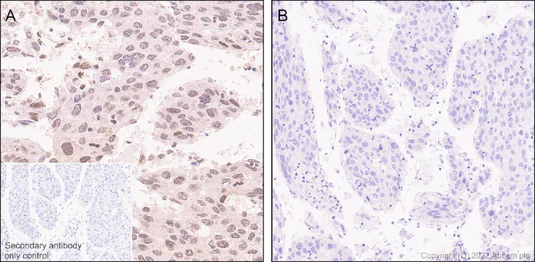 Immunohistochemistry (Formalin/PFA-fixed paraffin-embedded sections) - Anti-Phospho - (Ser/Thr) Phe antibody [EPR26858-4] - BSA and Azide free (AB300626)