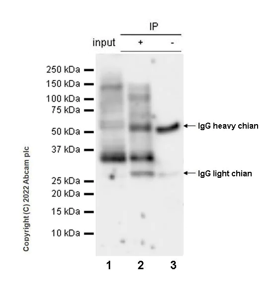 Immunoprecipitation - Anti-Phospho - (Ser/Thr) Phe antibody [EPR26858-4] - BSA and Azide free (AB300626)