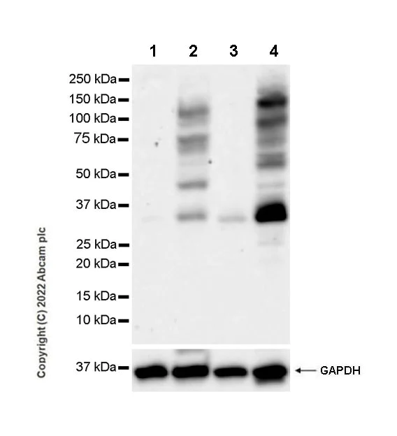 Western blot - Anti-Phospho - (Ser/Thr) Phe antibody [EPR26858-4] - BSA and Azide free (AB300626)