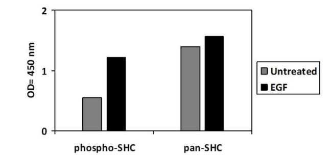 Sandwich ELISA - Phospho-SHC (Y427) and Total SHC ELISA Kit (AB279920)