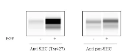Sandwich ELISA - Phospho-SHC (Y427) ELISA Kit (AB279919)