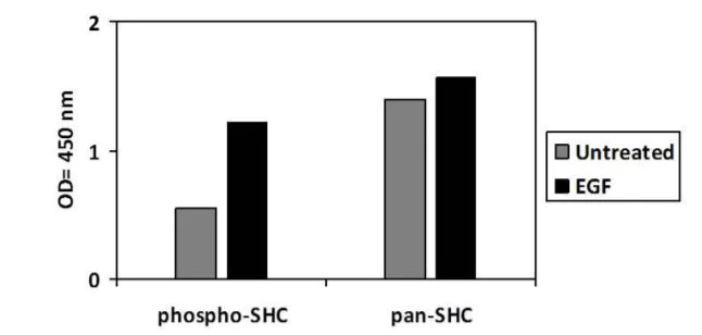 Sandwich ELISA - Phospho-SHC (Y427) ELISA Kit (AB279919)