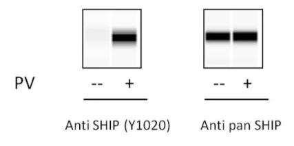 Sandwich ELISA - Phospho-SHIP-1 (Y1020) and Total SHIP-1 ELISA Kit (AB279922)