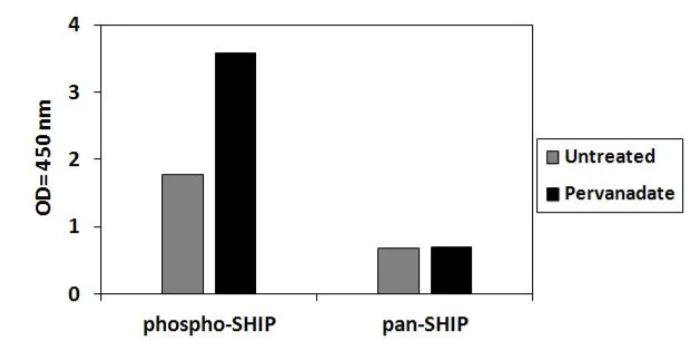 Sandwich ELISA - Phospho-SHIP-1 (Y1020) and Total SHIP-1 ELISA Kit (AB279922)