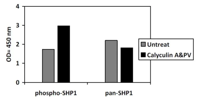 Sandwich ELISA - Phospho-SHP-1 (S591) ELISA Kit (AB279923)