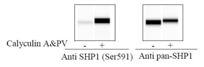 Sandwich ELISA - Phospho-SHP-1 (S591) ELISA Kit (AB279923)