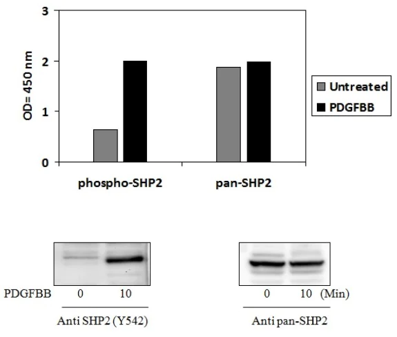 Sandwich ELISA - Phospho-SHP2 (Y542) and Total SHP2 ELISA Kit (AB279926)