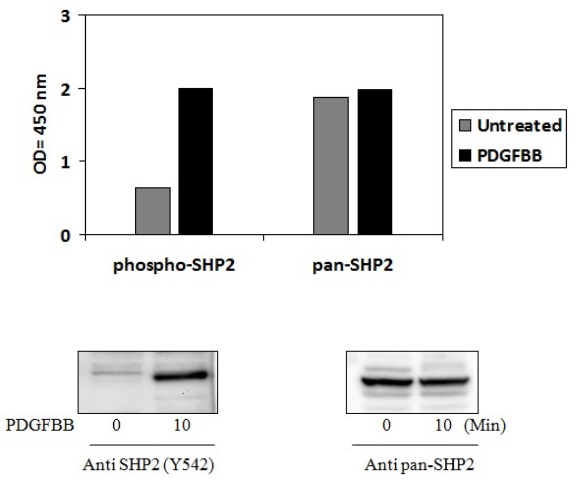 Sandwich ELISA - Phospho-SHP2 (Y542) ELISA Kit (AB279925), expandable thumbnail