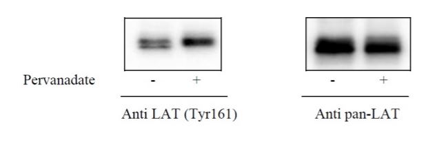 Sandwich ELISA - Phospho-SLC7A5/LAT1 (Y161) and Total SLC7A5/LAT1 ELISA Kit (AB279846), expandable thumbnail