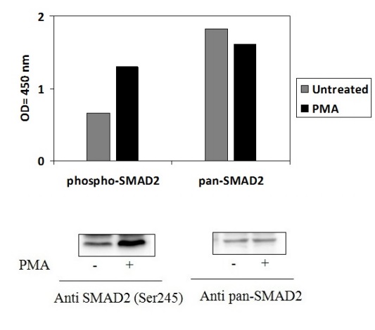 Sandwich ELISA - Phospho-Smad2 (S245/250/255) ELISA Kit (AB279929), expandable thumbnail