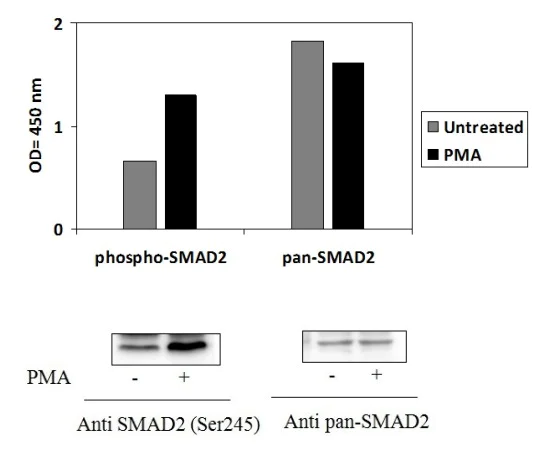 Sandwich ELISA - Phospho-Smad2 (S245/250/255) ELISA Kit (AB279929)
