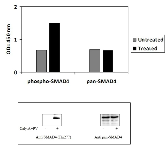 Sandwich ELISA - Phospho-Smad4 (T277) and Total Smad4 ELISA Kit (AB279932)