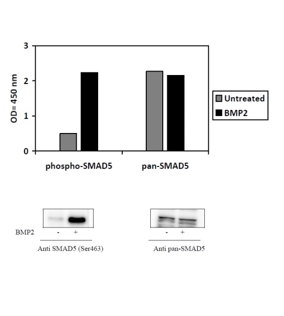 Sandwich ELISA - Phospho-SMAD5 (S463/465) and Total SMAD5 ELISA Kit (AB279934)
