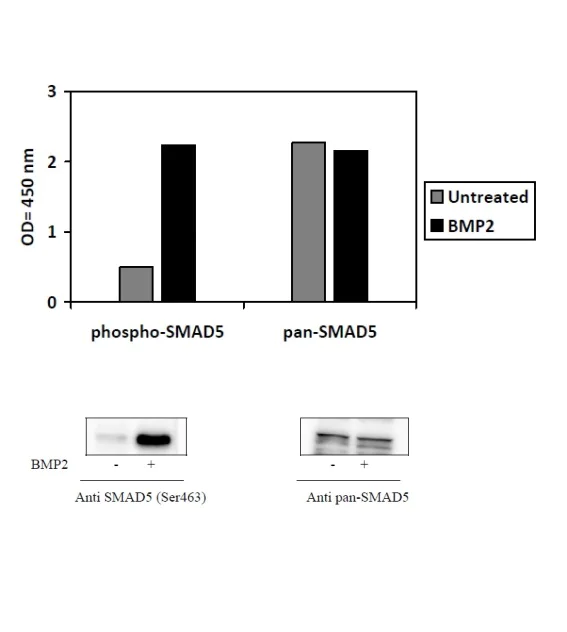 Sandwich ELISA - Phospho-SMAD5 (S463/465) ELISA Kit (AB279933)