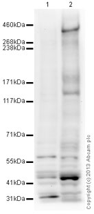 Western blot - Anti-Phospho SQ/TQ ATM/ATR Substrate antibody (AB130947), expandable thumbnail