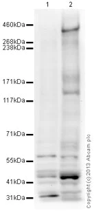 Western blot - Anti-Phospho SQ/TQ ATM/ATR Substrate antibody (AB130947)
