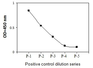 Sandwich ELISA - Phospho-Src (Y419) and Total Src ELISA Kit (AB279938)