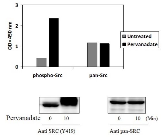Sandwich ELISA - Phospho-Src (Y419) ELISA Kit (AB279936), expandable thumbnail