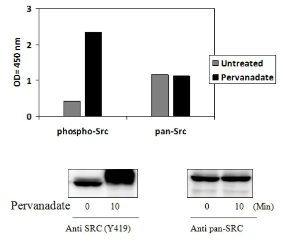 Sandwich ELISA - Phospho-Src (Y419) ELISA Kit (AB279936)
