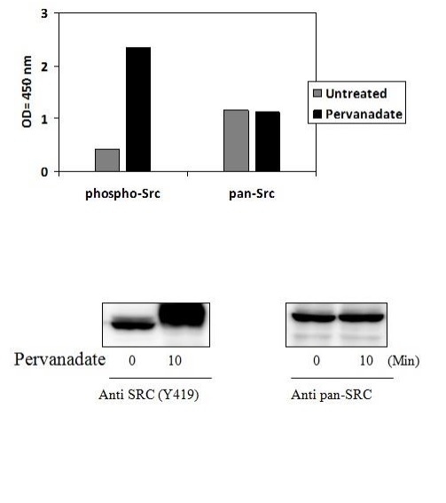 Sandwich ELISA - Phospho-Src (Y419) Quantitative ELISA Kit (AB279937), expandable thumbnail