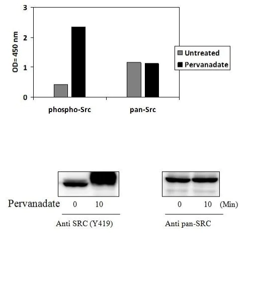 Sandwich ELISA - Phospho-Src (Y419) Quantitative ELISA Kit (AB279937)