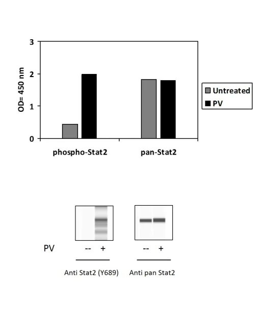 Sandwich ELISA - Phospho-STAT2 (Y689) and Total STAT2 ELISA Kit (AB279940)