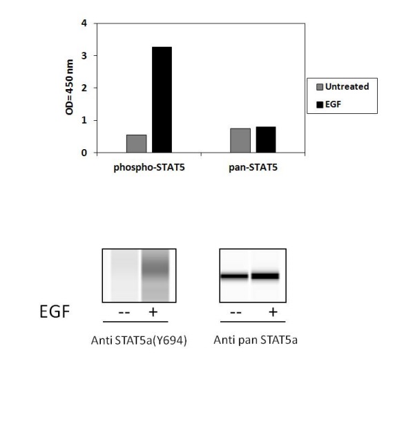 Sandwich ELISA - Phospho-STAT5a (Y694) ELISA Kit (AB279943), expandable thumbnail