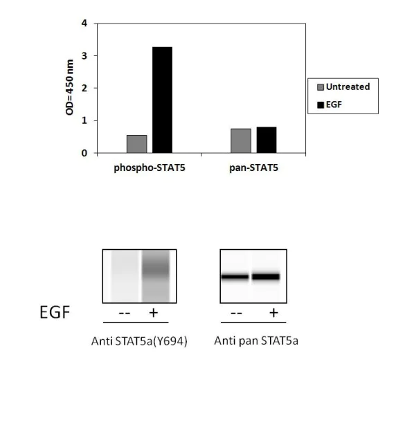 Sandwich ELISA - Phospho-STAT5a (Y694) ELISA Kit (AB279943)