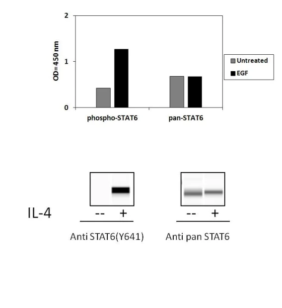 Sandwich ELISA - Phospho-STAT6 (Y641) and Total STAT6 ELISA Kit (AB279948)