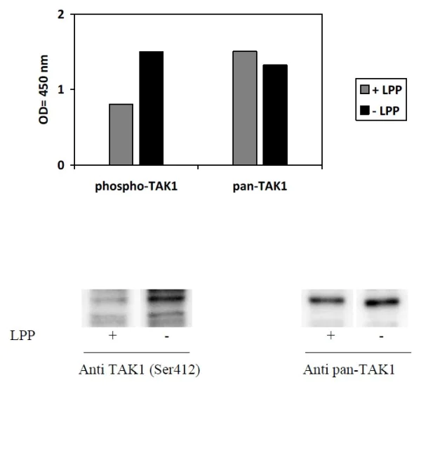 Sandwich ELISA - Phospho-TAK1 (S412) and Total TAK1 ELISA Kit (AB279951)