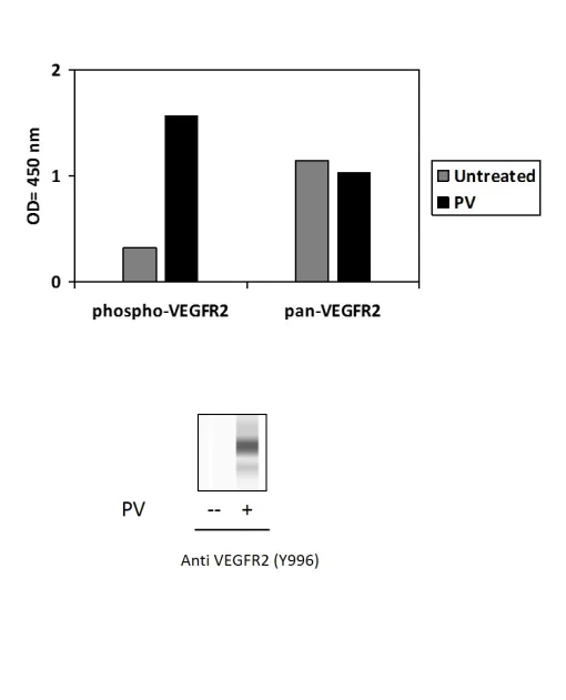 Sandwich ELISA - Phospho-VEGF Receptor 2 (Y996) ELISA Kit (AB279965)