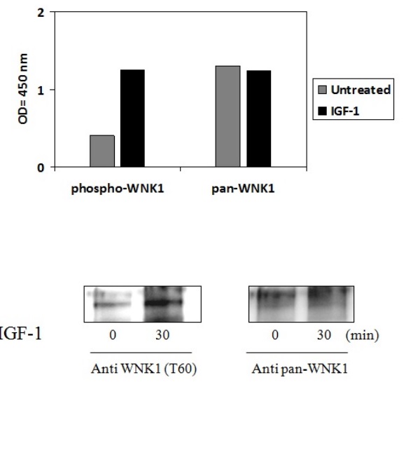 Sandwich ELISA - Phospho-WNK1 (T60) and Total WNK1 ELISA Kit (AB279969), expandable thumbnail