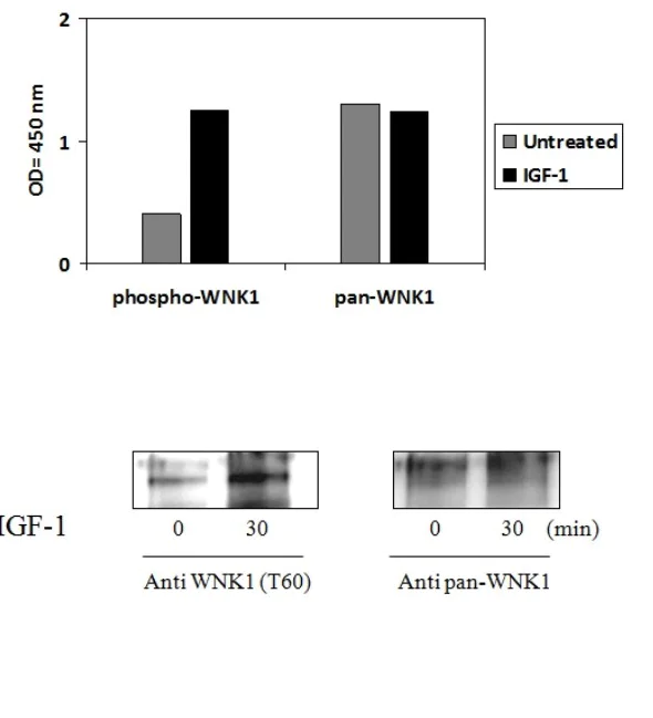 Sandwich ELISA - Phospho-WNK1 (T60) and Total WNK1 ELISA Kit (AB279969)