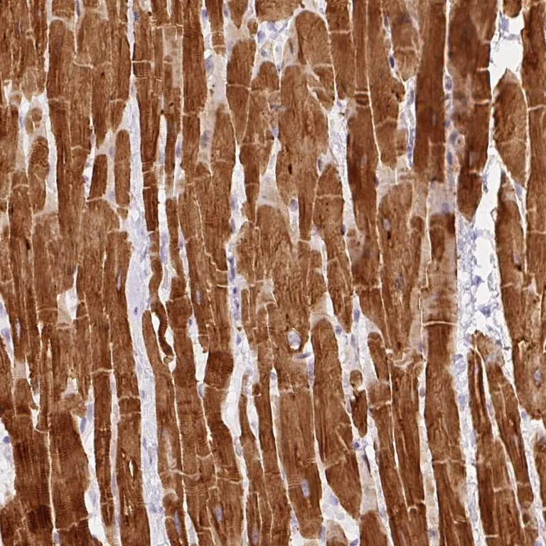 Immunohistochemistry (Formalin/PFA-fixed paraffin-embedded sections) - Anti-Phospho1 antibody (AB272655)